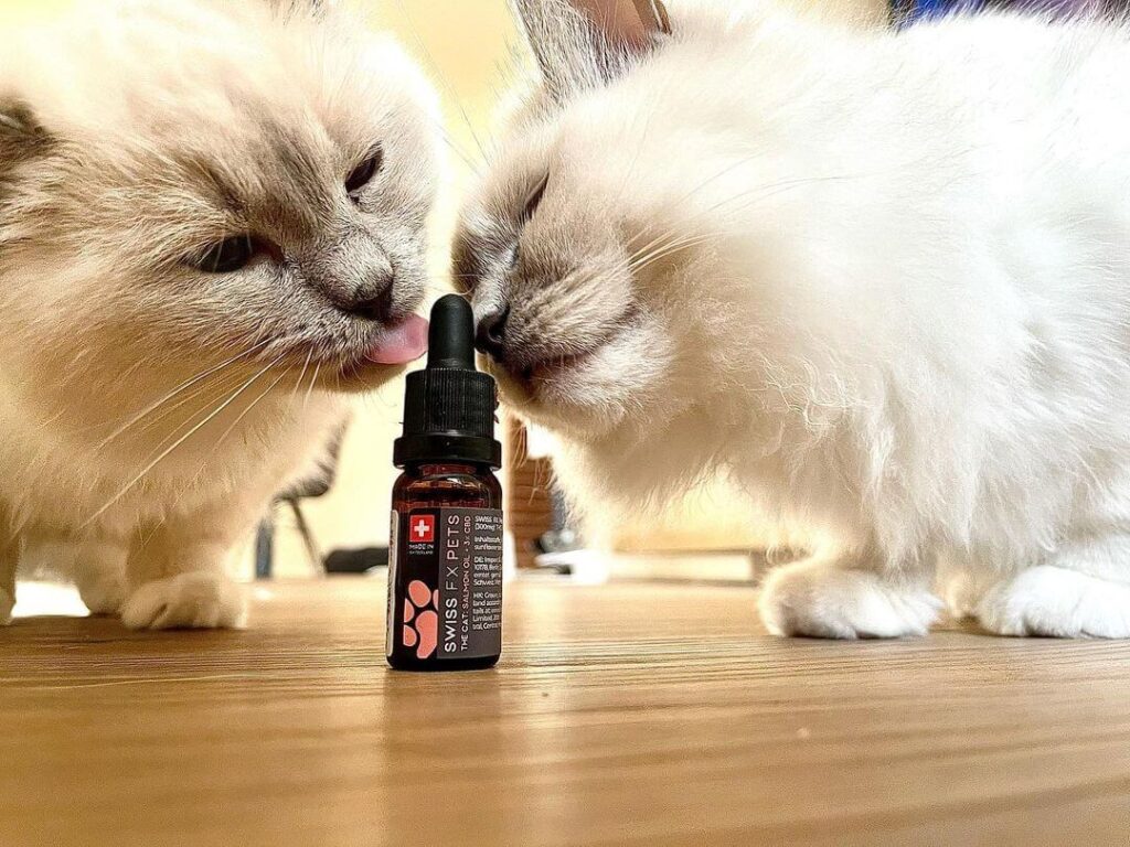 Unlocking the Benefits of CBD Oil for Cats