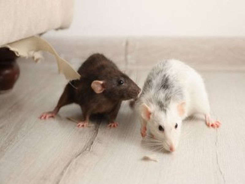 Creating Rat-Free Environments: Pest Control Excellence