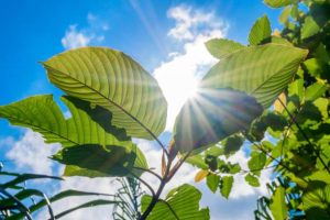 Buy White Malay Kratom: High-Quality Strains and Natural Benefits Await